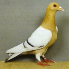 palomas